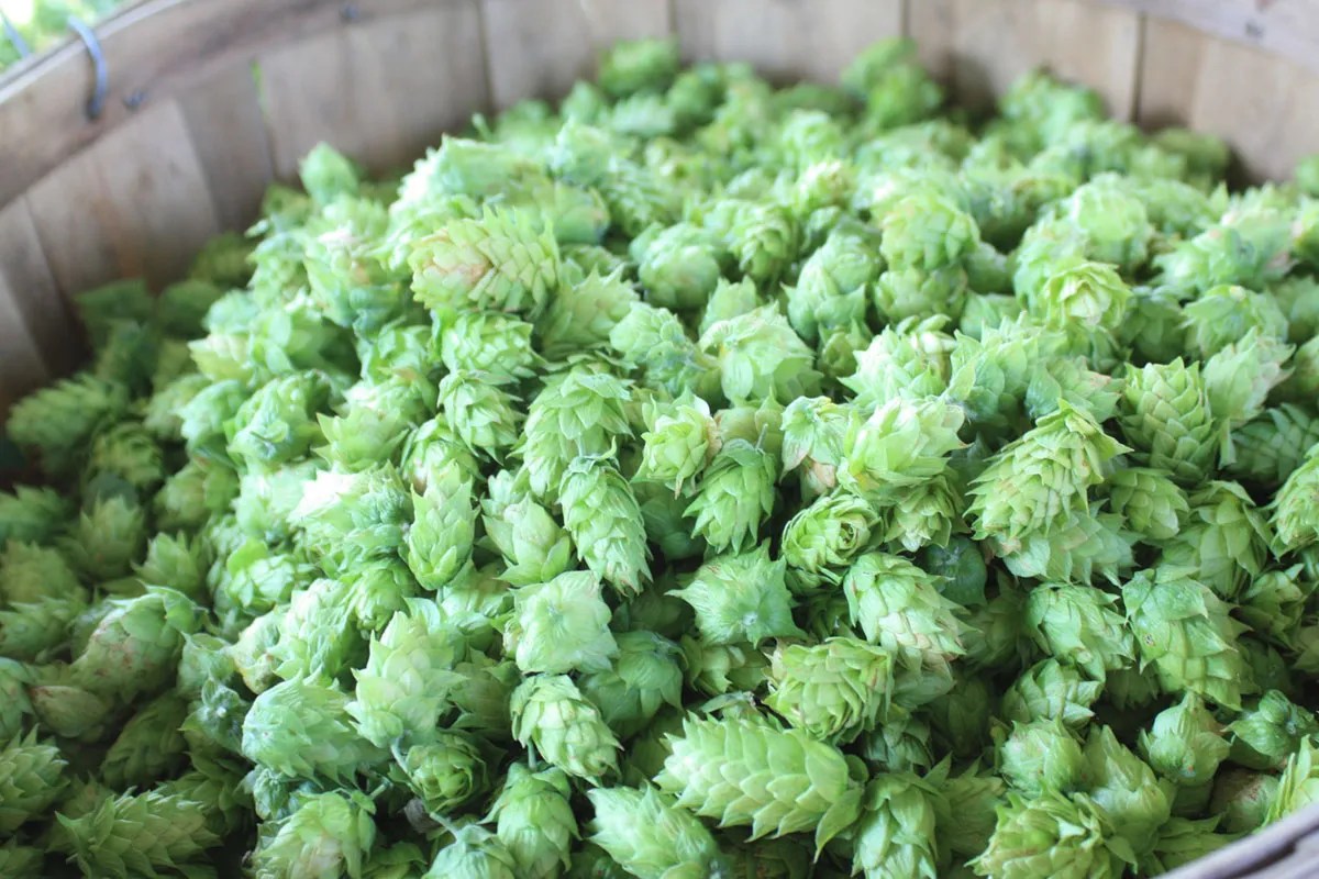 What Makes a Hop American and Where Are American Hops Headed? American Homebrewers Association
