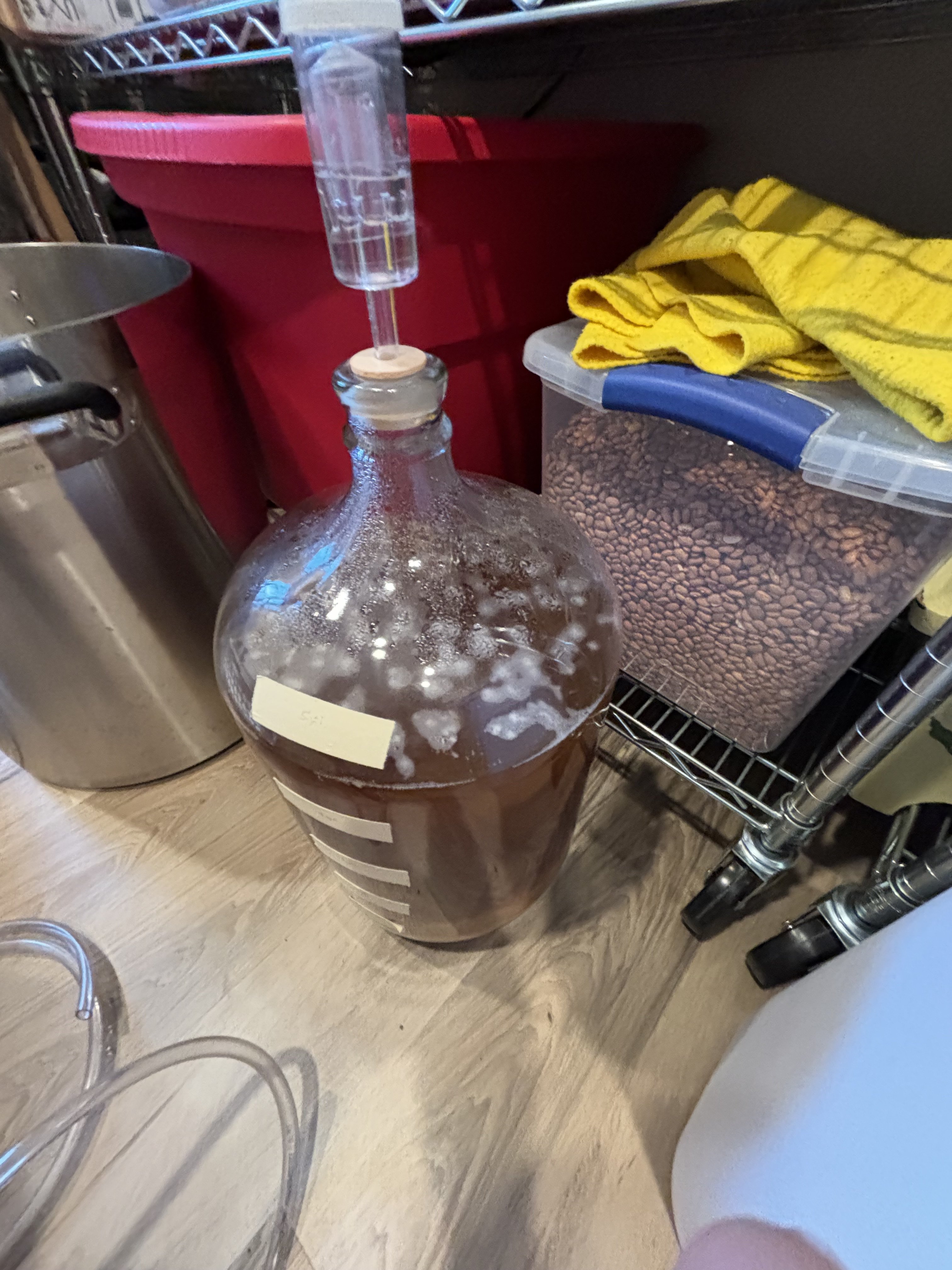 Mold or pellicles, what to do… Homebrew Talk Beer, Wine, Mead
