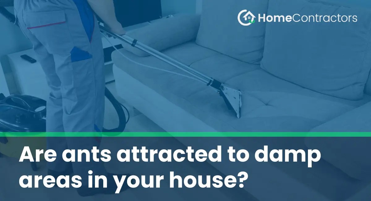 Are ants attracted to damp areas in your house?