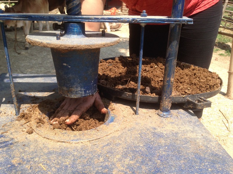 NorthIndia’s effort to save stray bovines with innovative cow dung