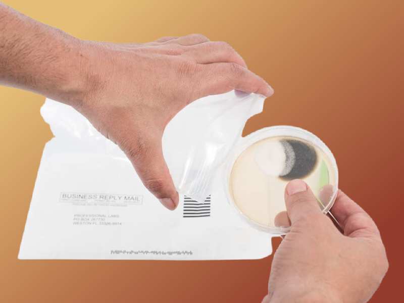 How Does A Mold Test Kit Work And Which One Should You Buy