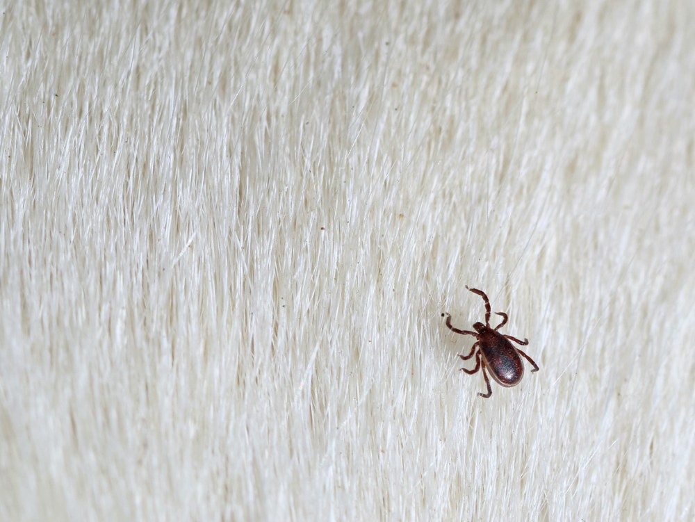18 Most Common House Bugs In America