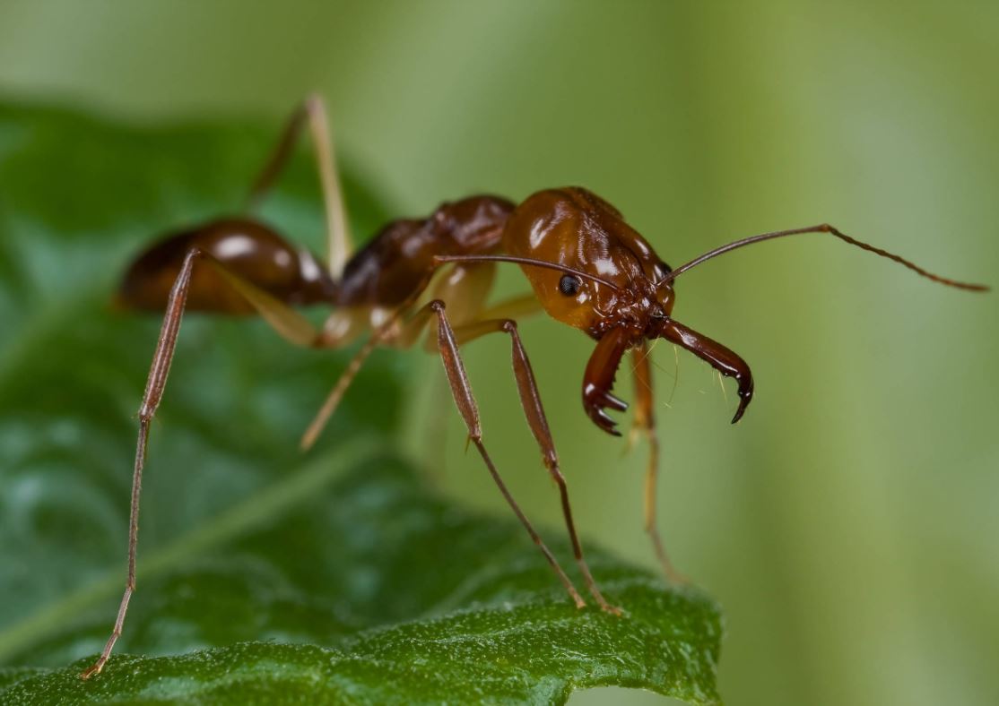 18 Most Common House Bugs In America