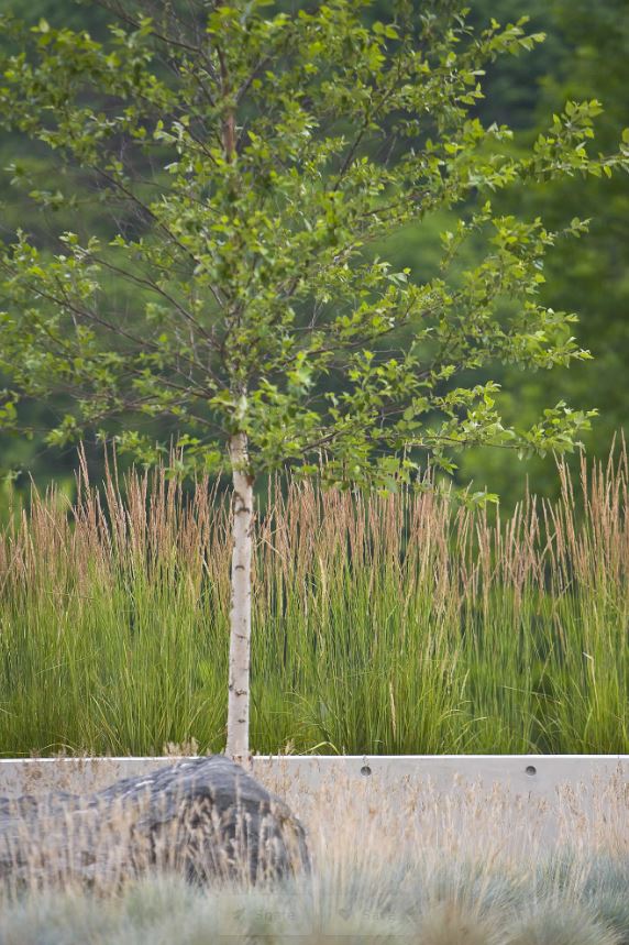 Fast Growing Shade Trees For Any Yard