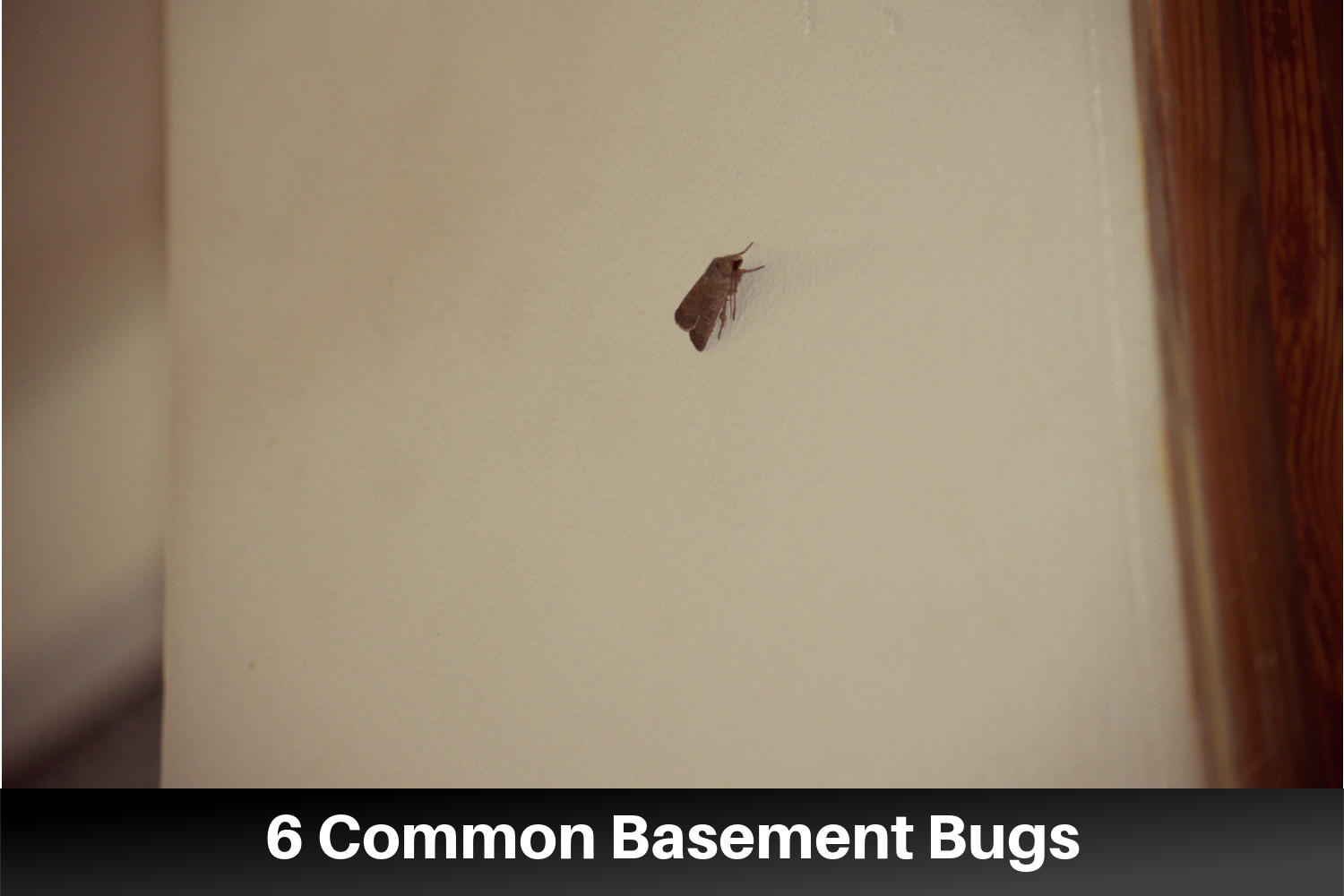 The Most Common Basement Bugs