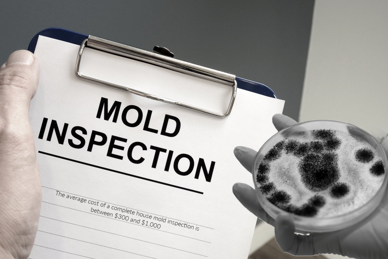 A Mold Inspection Might Be Costly, But It's Often Worth It