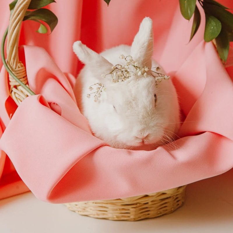Use towels and rubber bands to make adorable little bunnies