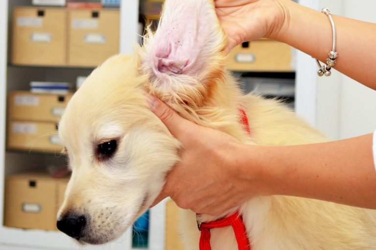 Protecting Your Pet From Ear Mites With Frontline Treatment Home