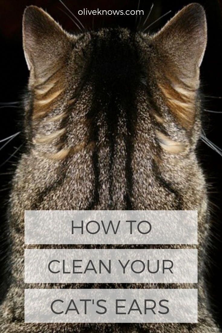 The Secrets Of Cats' Ears How Unique Structures Protect Them From Danger And Aid In Movement