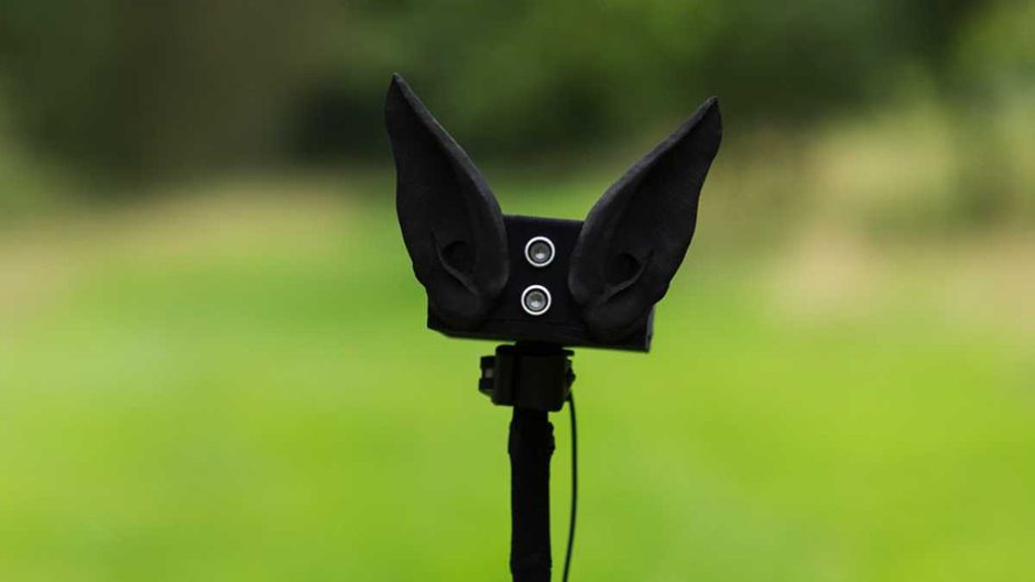 The Amazing Adaptation Of Bats How They Protect Their Ears From Their