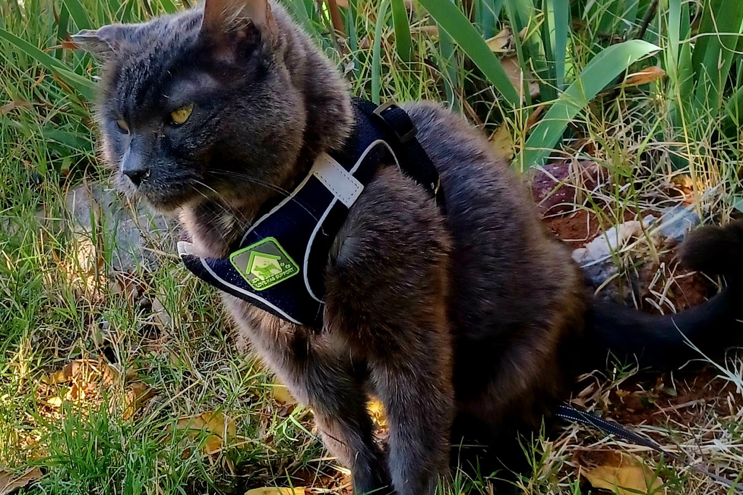 Huachuca City Animal Shelter in Huachuca City, AZ CountyInfo