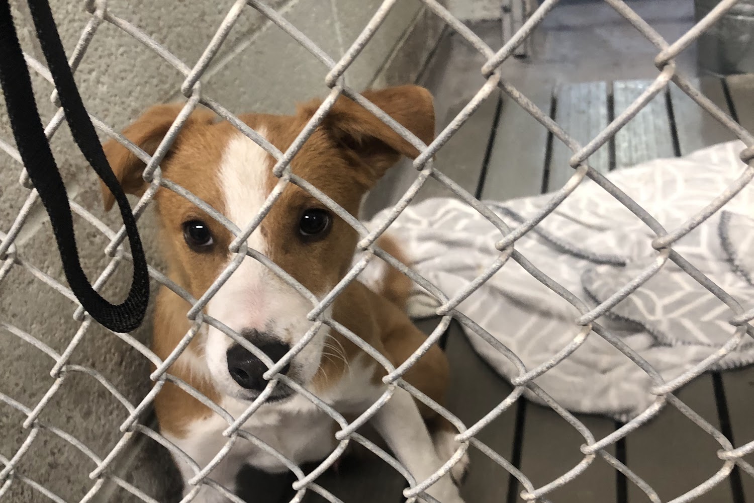 Animal Shelter in Albuquerque, NM CountyInfo