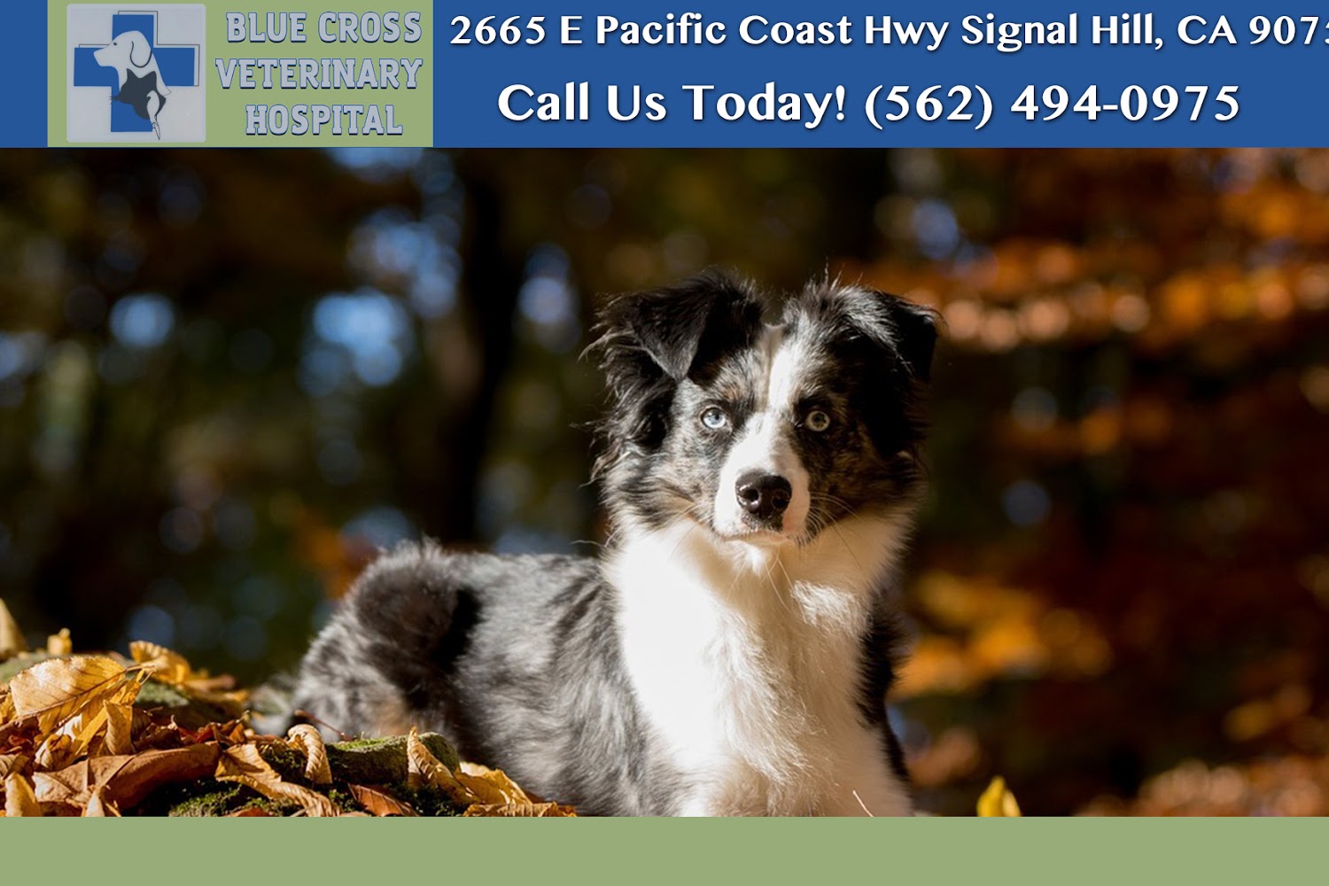 Beach Veterinary Hospital in Long Beach, CA CountyInfo