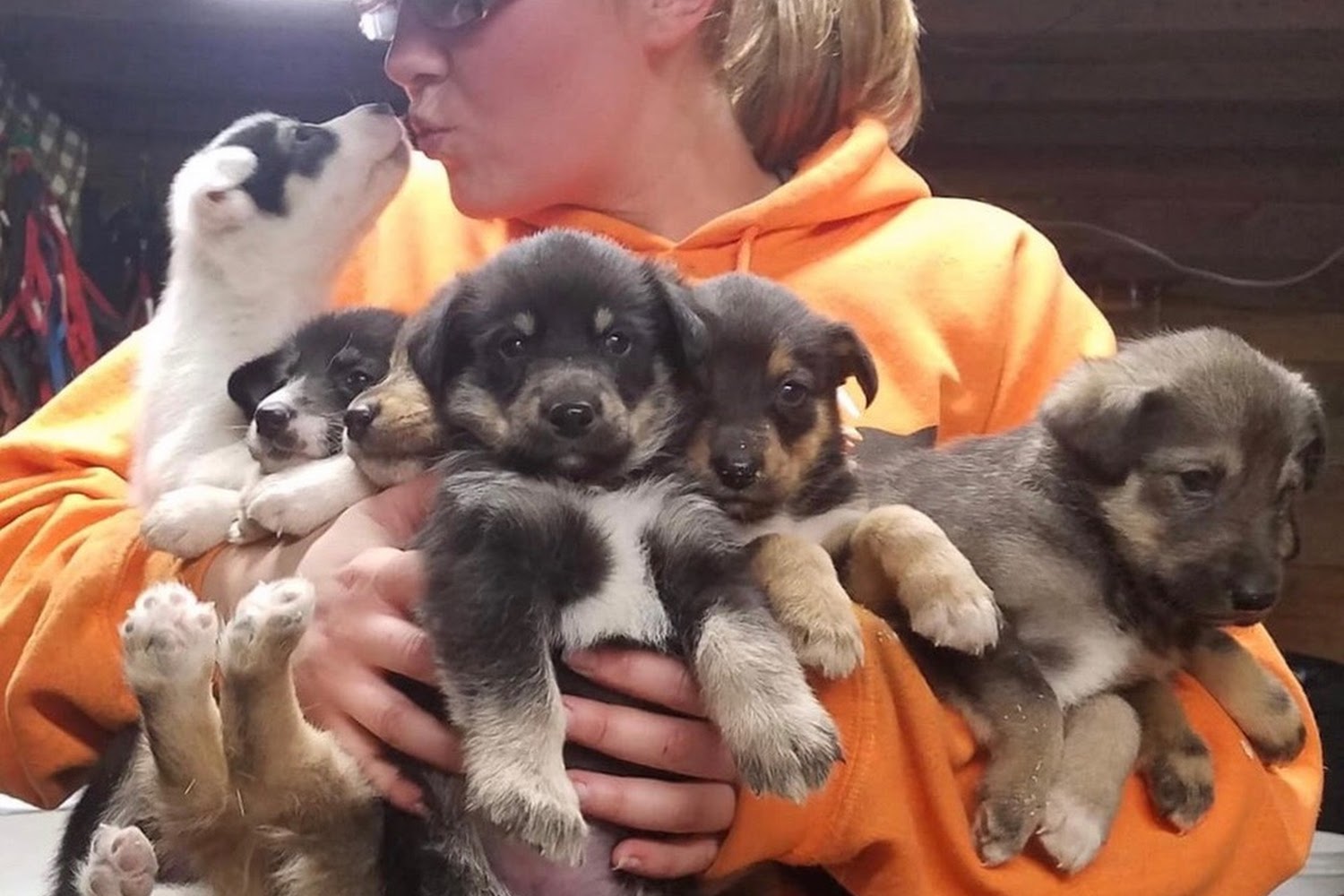 Lakes Region Humane Society in Ossipee, NH CountyInfo