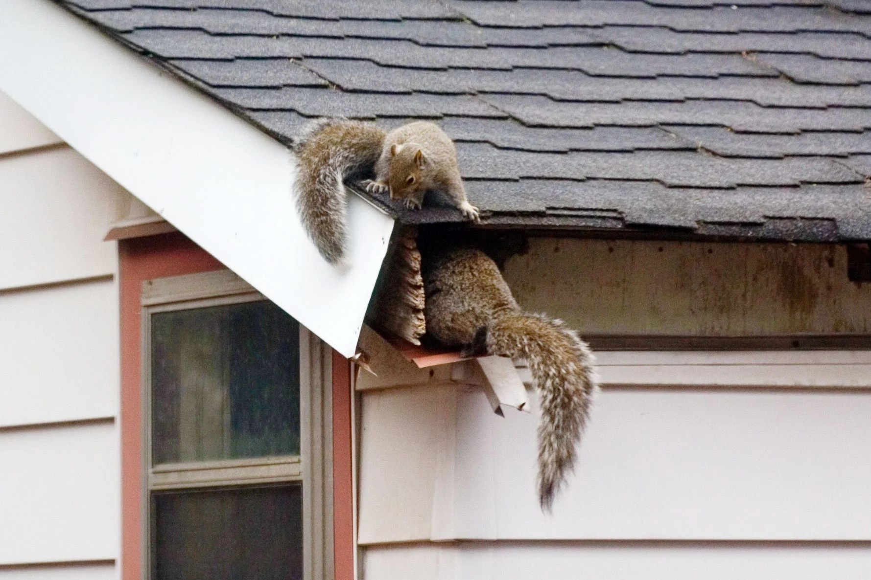 Are There Any Humane Ways of Getting Rid of Squirrels From Your House