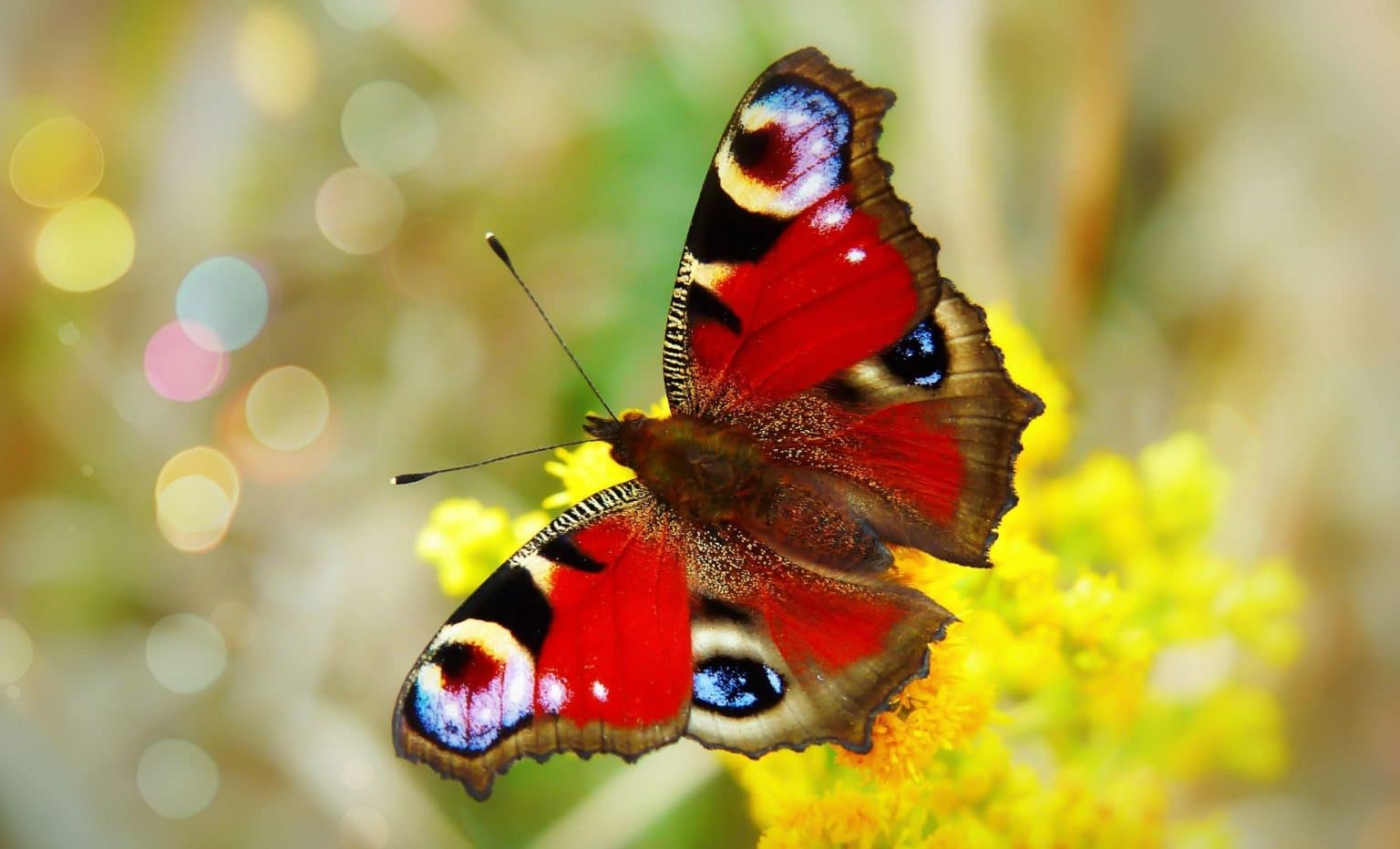 Benefits of Butterflies in Your Garden HouseAffection