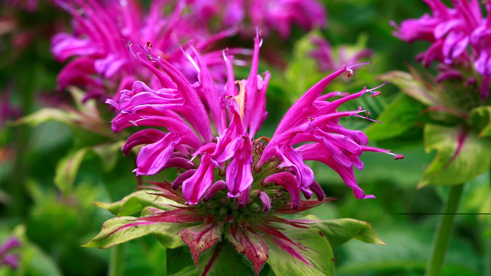 Bee Balm Plant Leaves Reliable Supplier www.oceanproperty.co.th