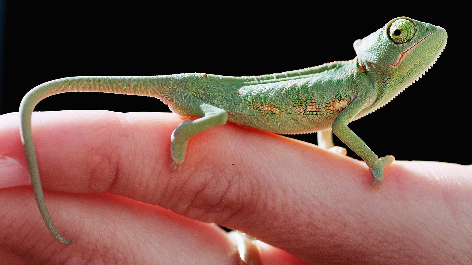How Chameleons Change Color And Why They Do It | Howstuffworks