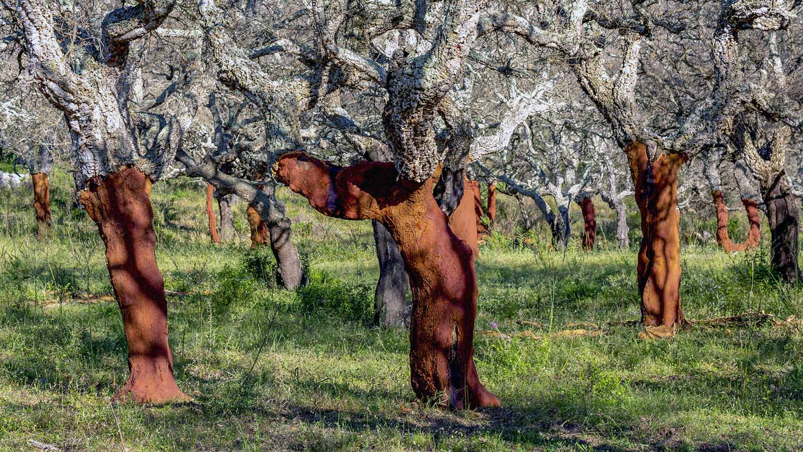 Cork Tree Bark