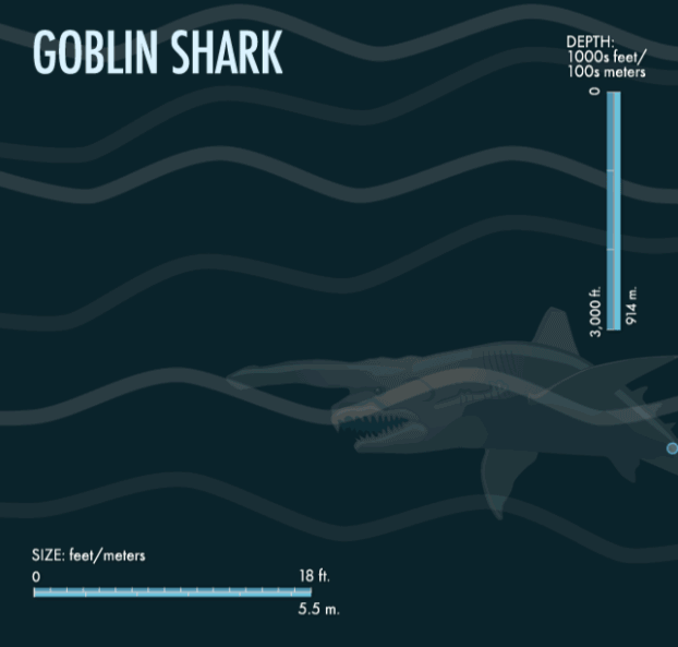5 Goblin Shark 10 Weird Creatures From the Mariana Trench