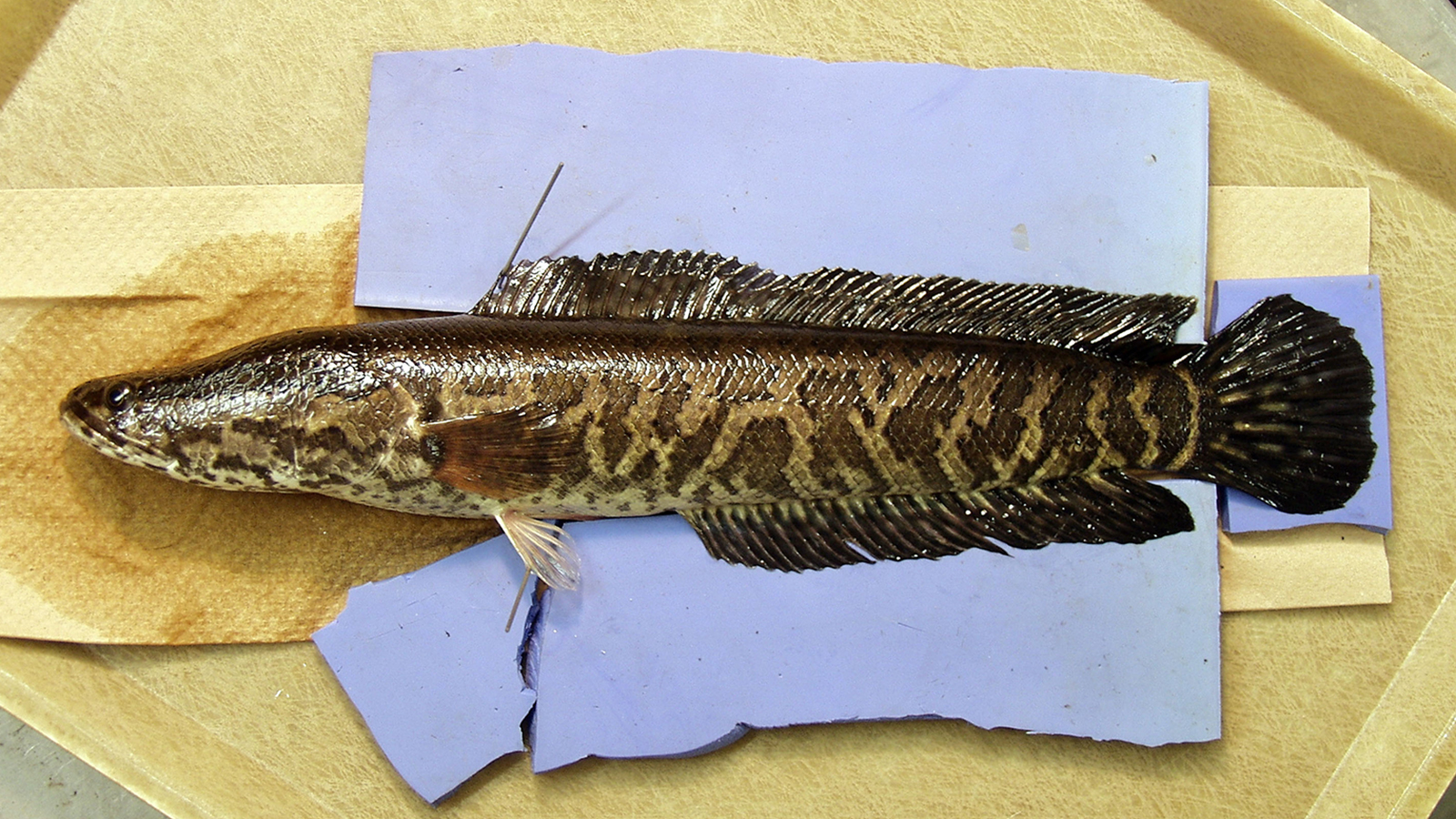 Are Northern Snakehead Fish Good To Eat Unique Fish Photo