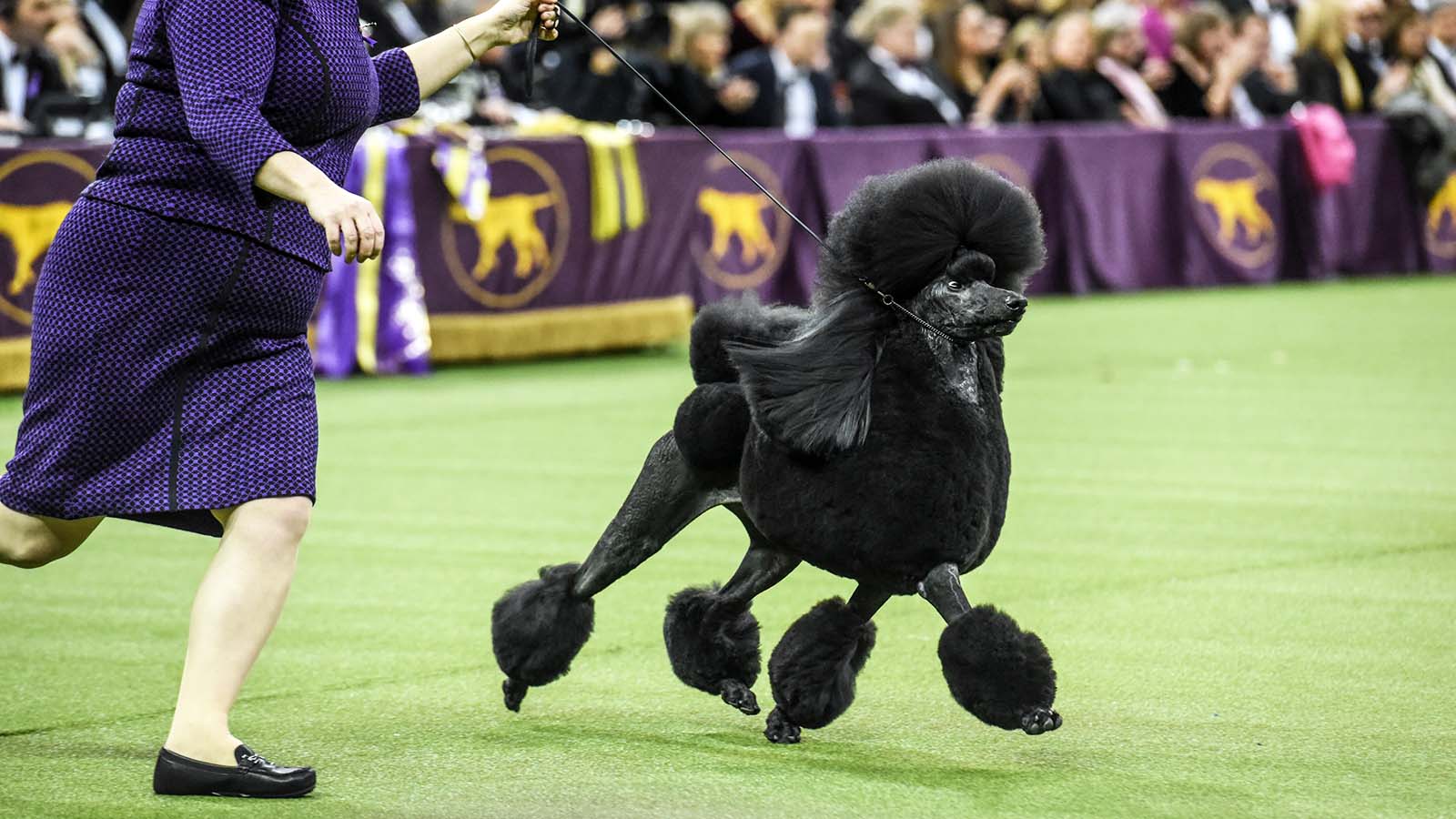 Westminster Dog Show 2023 Herding Westminster Dog Show Celebrates 145 Years, But 2021 Will Be Different | Howstuffworks