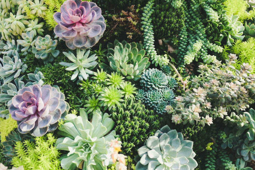 A Beginner’s Guide To Succulents Humans For Survival