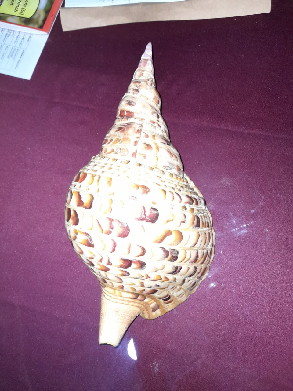 Valampuri conch worth crores..! (pictures) TIme News