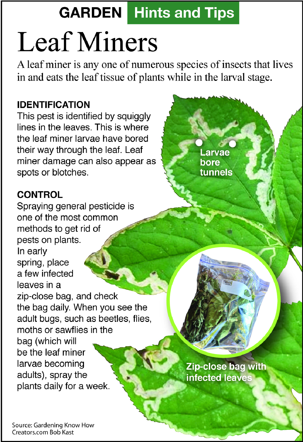 How to prevent leaf miners Indianapolis Business Journal