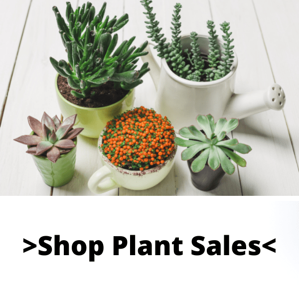 Florist Winter Haven Florida Flowers From The Heart Winter Haven