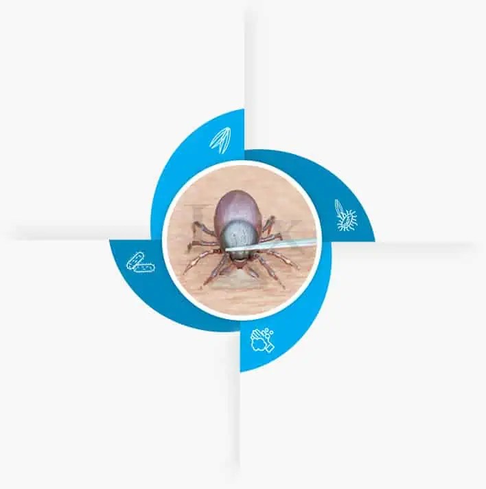 Tick Testing Test Ticks for Lyme & TickBorne Disease IGeneX