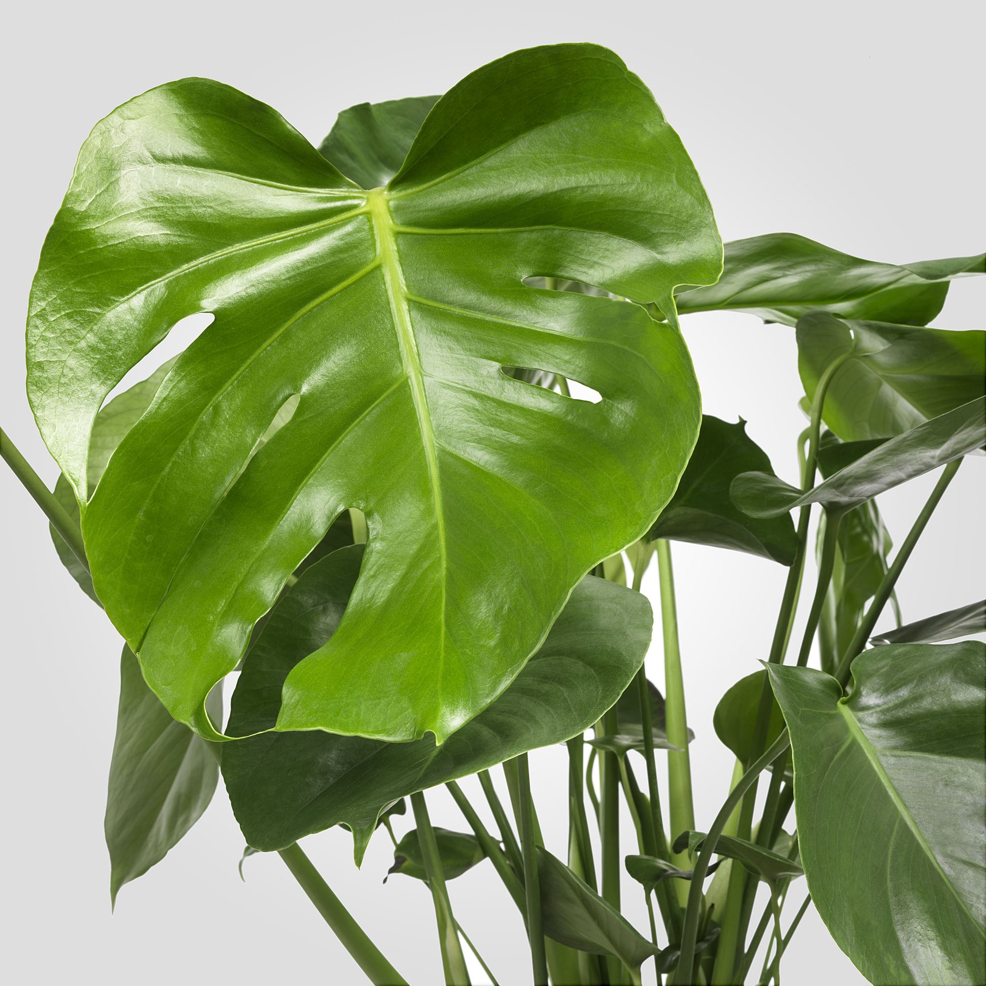 MONSTERA monstera 21 cm potted plant IKEA