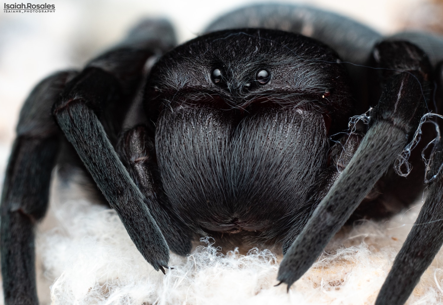 Velvet Spiders Mantid Forum Mantis Pet & Breeding Forum