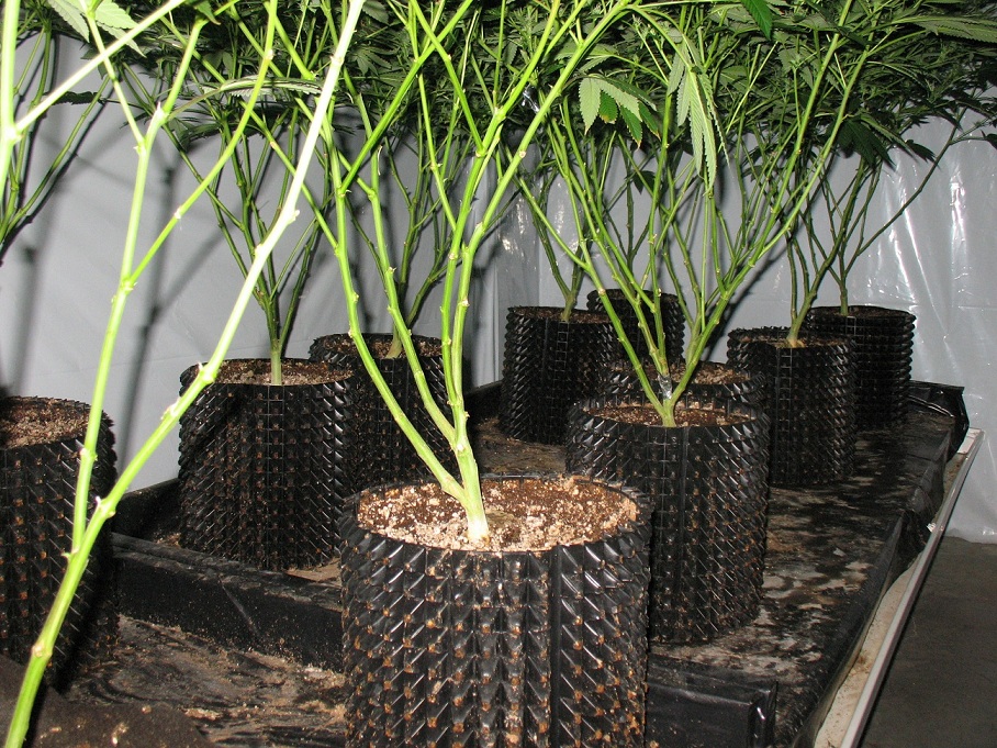 Smart pot vs Air pots Marijuana Growing & Cannabis Forum