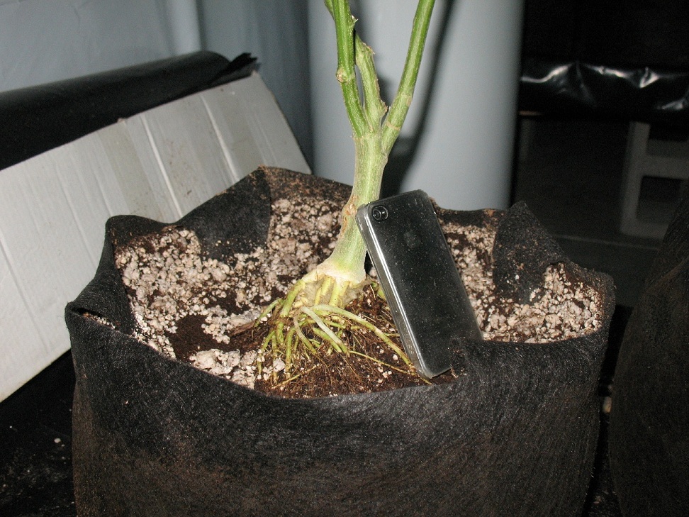 Smart Pots Vs Air Pots at Lee Logan blog