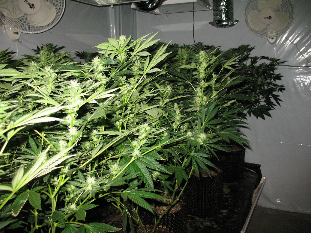 Smart Pots Vs Air Pots at Lee Logan blog