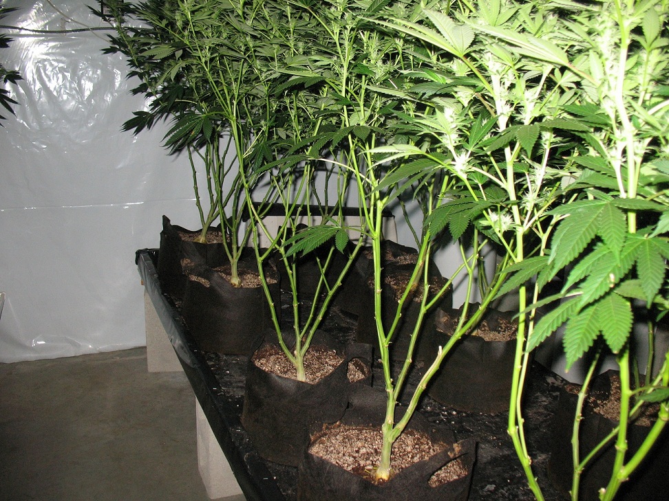 Smart pot vs Air pots Marijuana Growing & Cannabis Forum