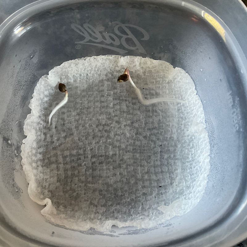 KGB’s AC Infinity VPD controlled grow | Marijuana Growing & Cannabis Forum