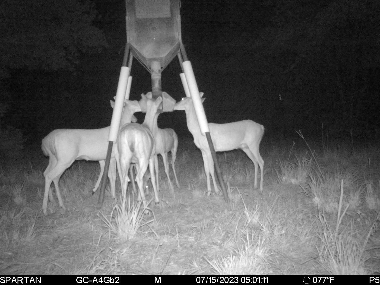 gravity feed deer feeders??????? Oklahoma Shooters