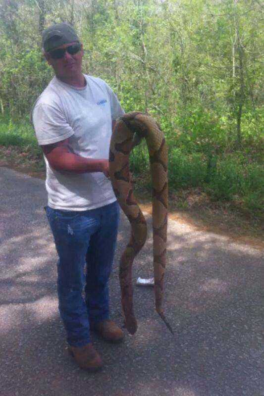 Ginormous Copperhead Oklahoma Shooters