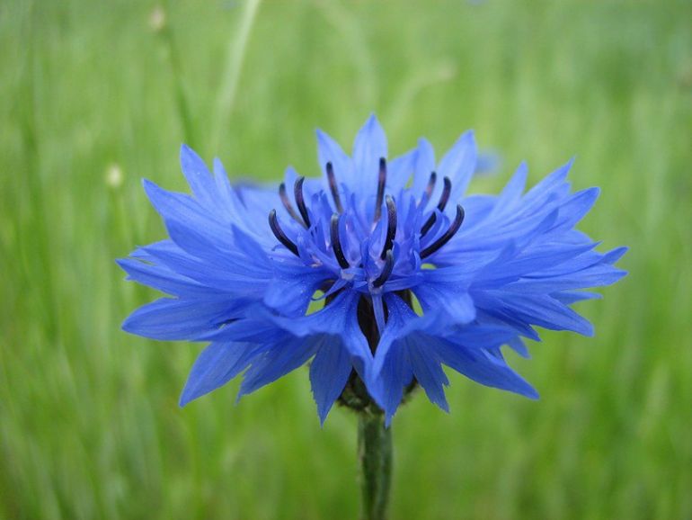 Центаурея (Василек) что символизирует этот цветок