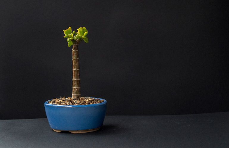 How to grow, thicken, enlarge the trunk of Jade Tree, money plant, Crassula