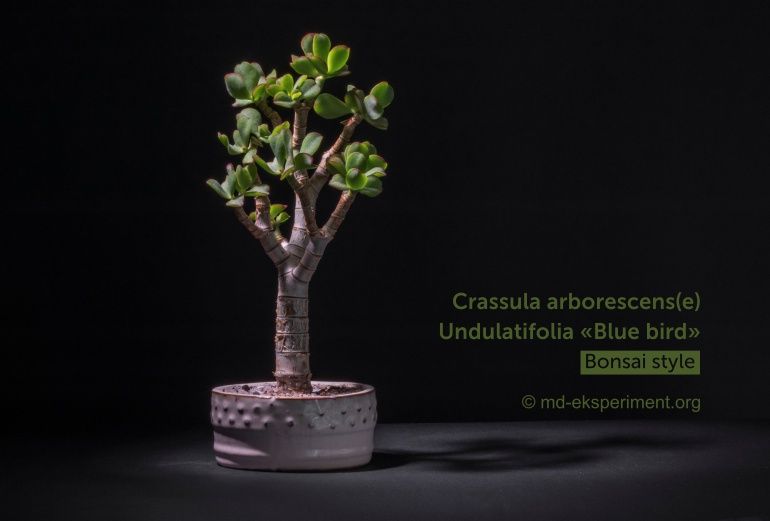 How to grow, thicken, enlarge the trunk of Jade Tree, money plant, Crassula