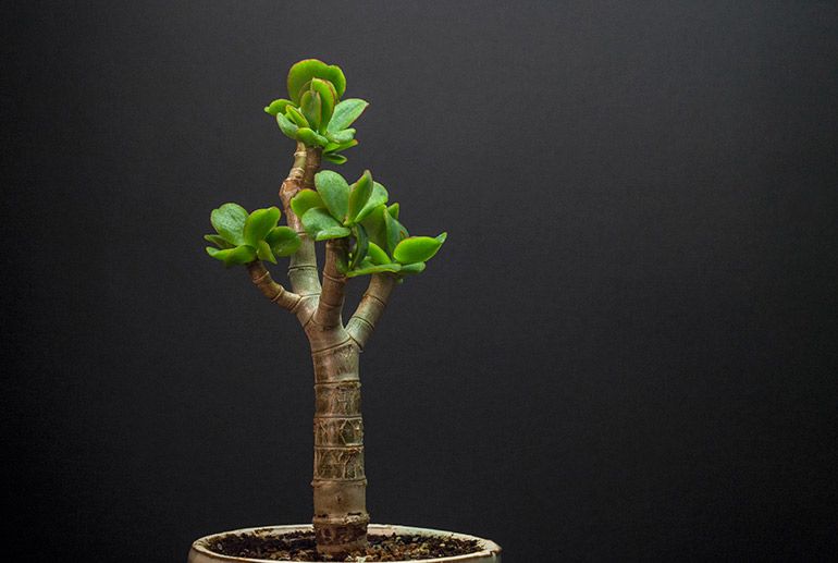 How to grow, thicken, enlarge the trunk of Jade Tree, money plant, Crassula