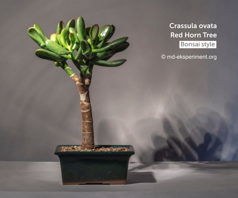 How to grow, thicken, enlarge the trunk of Jade Tree, money plant, Crassula