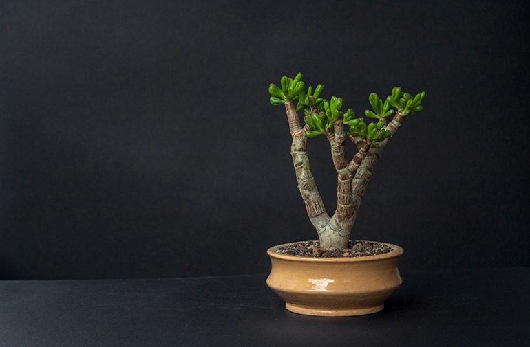 How to grow, thicken, enlarge the trunk of Jade Tree, money plant, Crassula