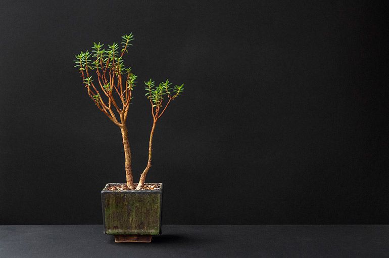 How to grow, thicken, enlarge the trunk of Jade Tree, money plant, Crassula