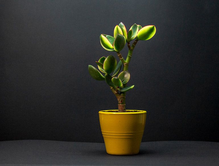 How to grow, thicken, enlarge the trunk of Jade Tree, money plant, Crassula