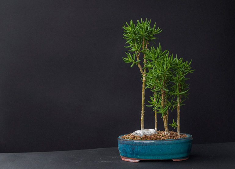 How to grow, thicken, enlarge the trunk of Jade Tree, money plant, Crassula