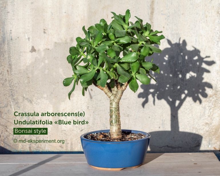 How to grow, thicken, enlarge the trunk of Jade Tree, money plant, Crassula